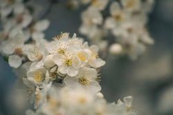 Terapia del carcinoma ovarico epiteliale: nuove linee guida statunitensi